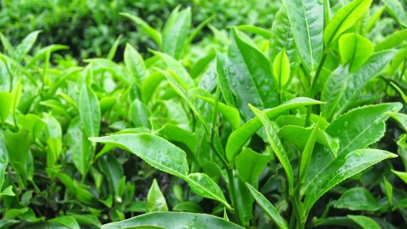 Chữa viêm phụ khoa bằng lá chè xanh