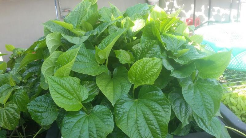 Chữa viêm phụ khoa bằng lá lốt