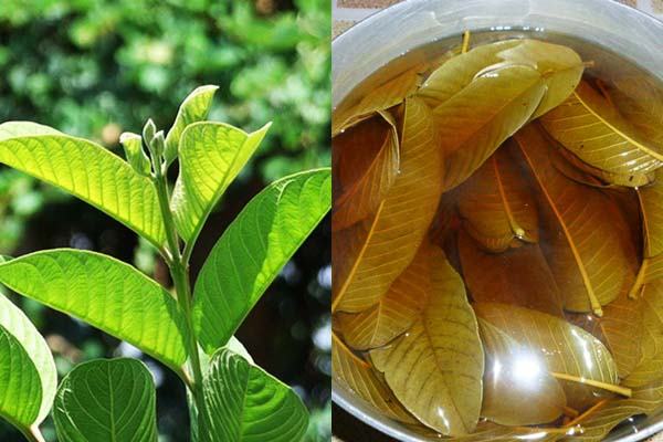 Chữa viêm phụ khoa bằng lá ổi