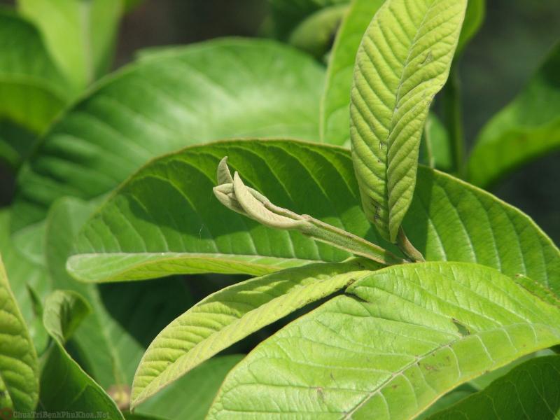 Chữa phụ khoa bằng lá ổi