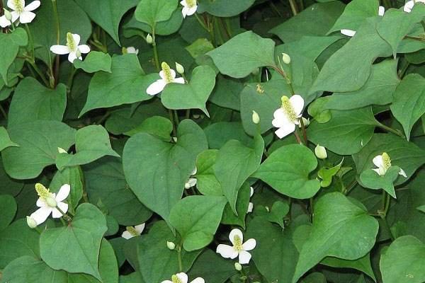 Chữa viêm phụ khoa bằng rau diếp cá