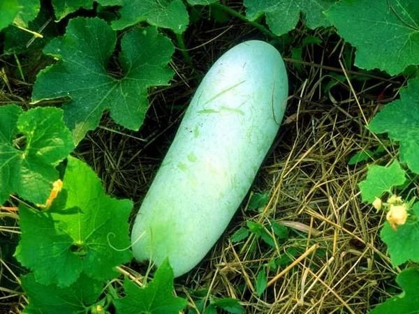 Bí đao chữa bệnh sỏi thận