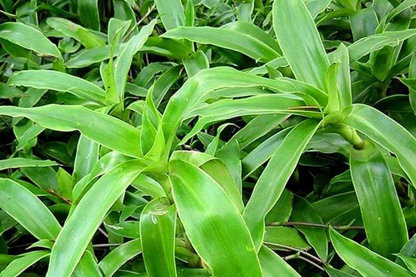 Cây lược vàng