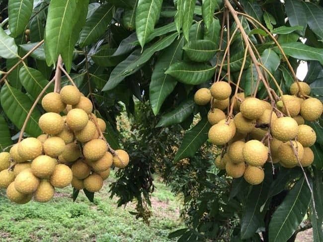 Chữa Bệnh Thận Từ Lá Nhãn Rụng