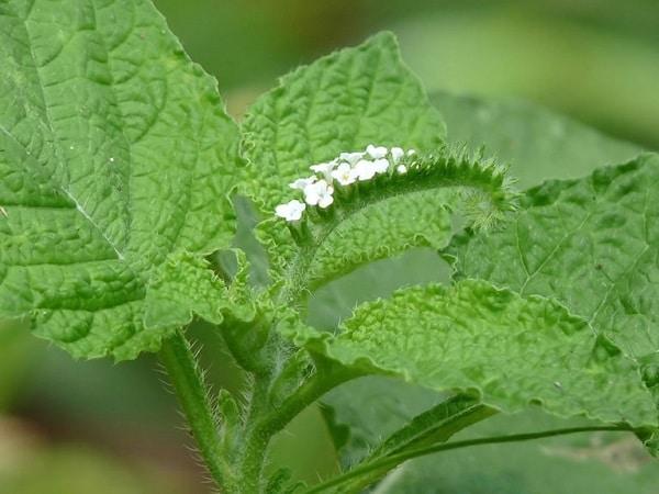 Chữa bệnh tổ đỉa bằng cây cẩu vĩ trùng