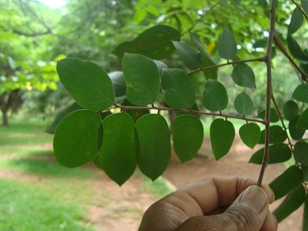 Chữa bệnh tổ đỉa bằng lá khế