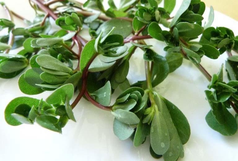 Chữa bệnh trĩ bằng rau sam