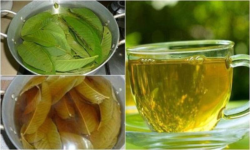 Nấu nước lá ổi với một chút muối chữa đau nhức răng hiệu quả