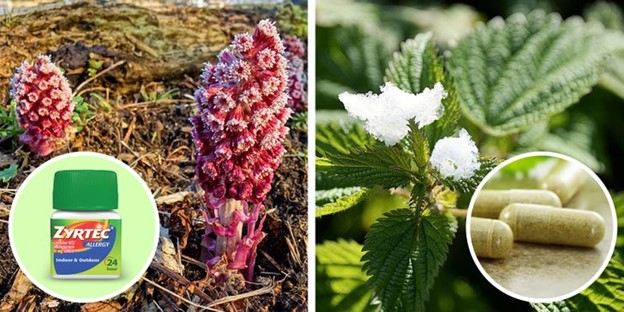 Chữa dị ứng tự nhiên với chi kim tâm (butterbur) và cây tầm ma