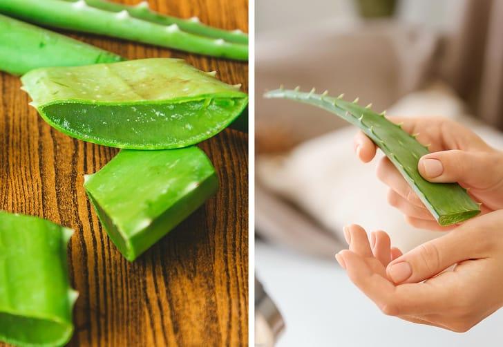 Chữa lành vết thương bằng nha đam