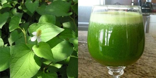 Nước rau diếp cá