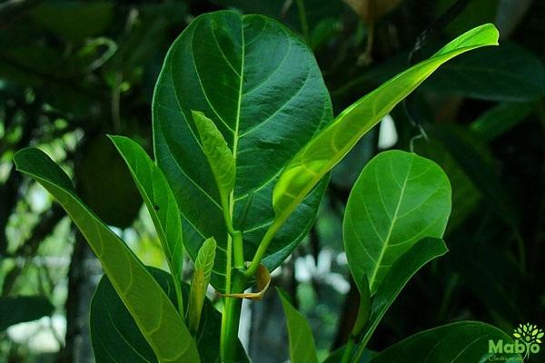 Chữa tắc tia sữa bằng lá mít