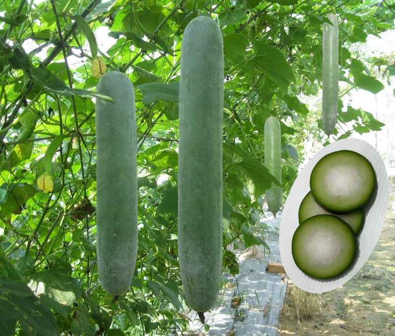 Bí đao chữa tiểu tiện không thông