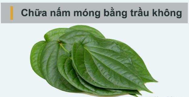 Với lá trầu không chữa nấm móng tay chân khá tốt