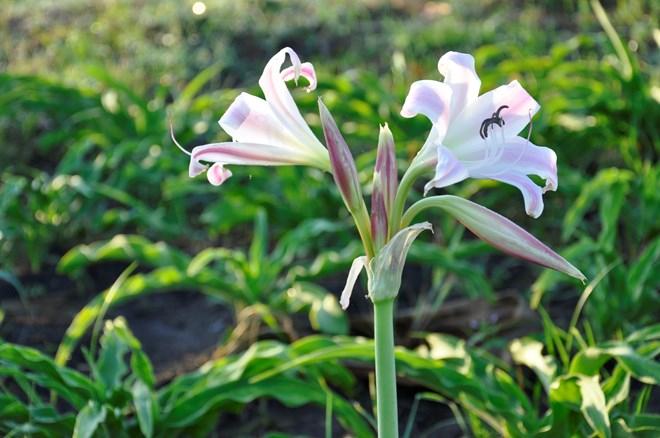 Chữa u xơ tử cung bằng cây trinh nữ hoàng cung