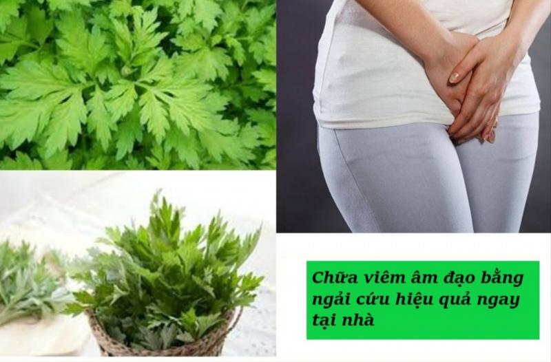 Chữ viêm phụ khoa bằng lá ngải cứu