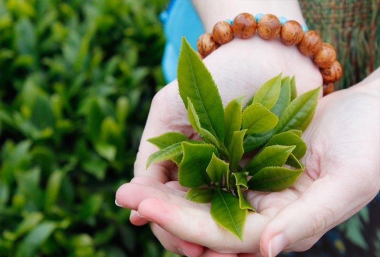 Trà xanh chữa viêm họng