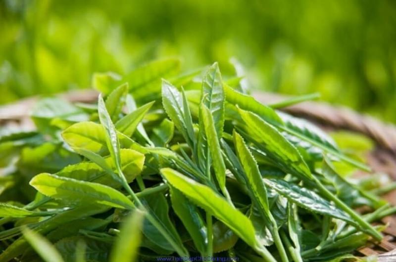 Chữa viêm lỗ chân lông bằng trà xanh
