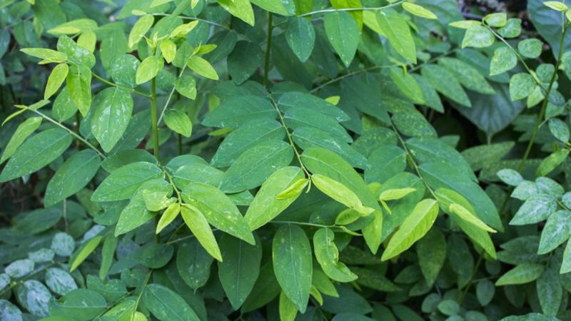 Chữa viêm lỗ chân lông bằng rau ngót