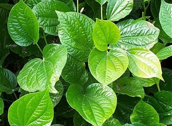 Chữa viêm lỗ chân lông bằng lá lốt