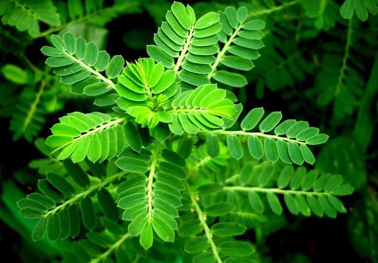 Chữa viêm xoang bằng cây chó đẻ
