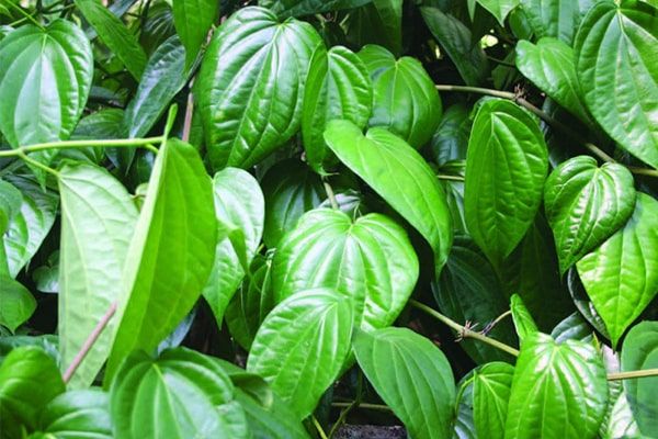 ﻿Trong thành phần của lá trầu không có chứa poly-phenol giúp sát trùng, đẩy lùi các mầm bệnh bên trong và hỗ trợ giảm đau đối với các vết sưng, tấy.