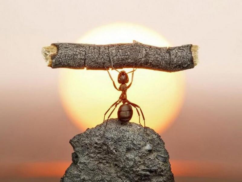 Tìm mọi cách để thích nghi và vượt qua