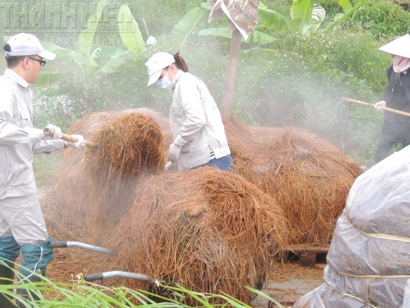 Chuẩn bị vào ủ rơm