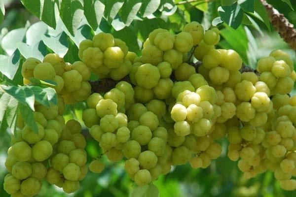 Quả chùm ruột chữa tóc bạc sớm