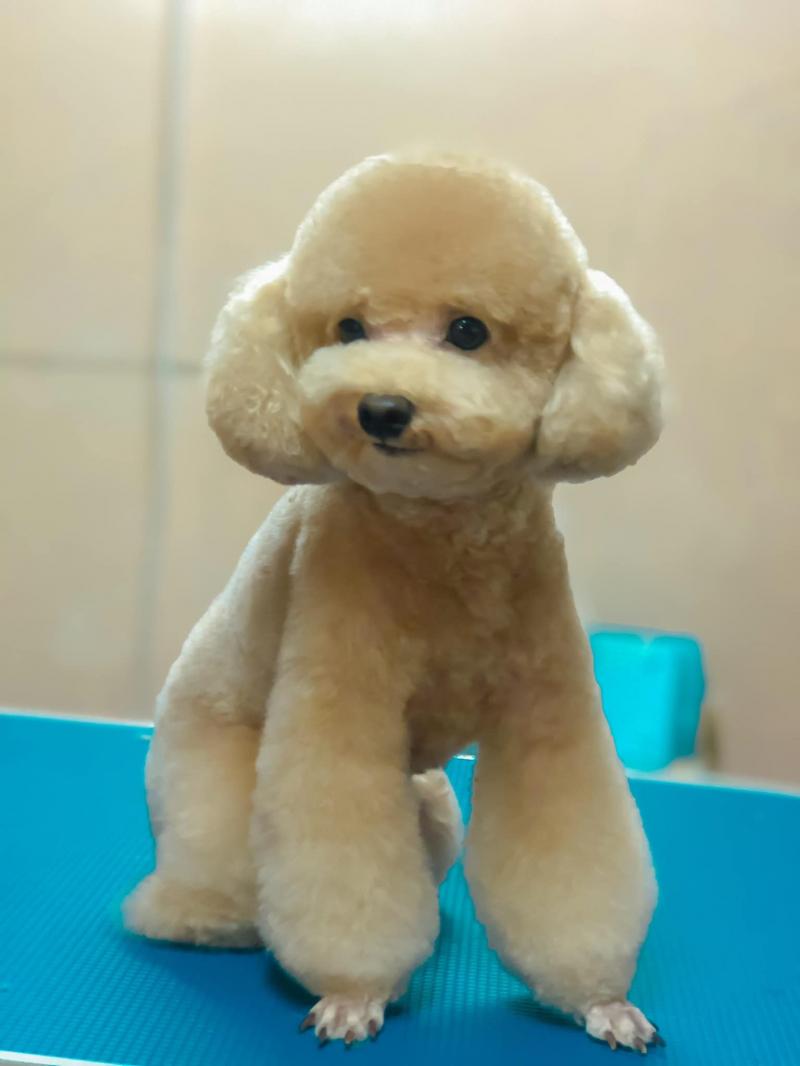 Chuối Pet Mart-Chăm sóc thú cưng Đà nẵng