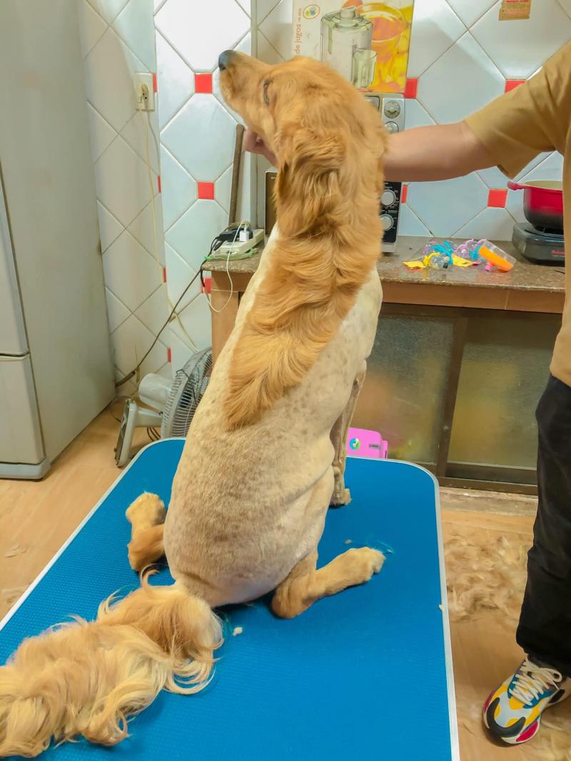 Chuối Pet Mart-Chăm sóc thú cưng Đà nẵng