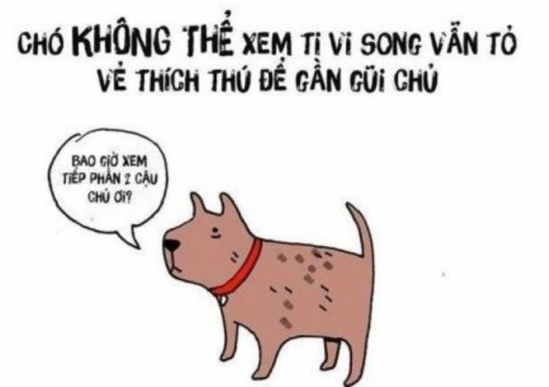 Chó thường tỏ ra thích thú khi xem tivi