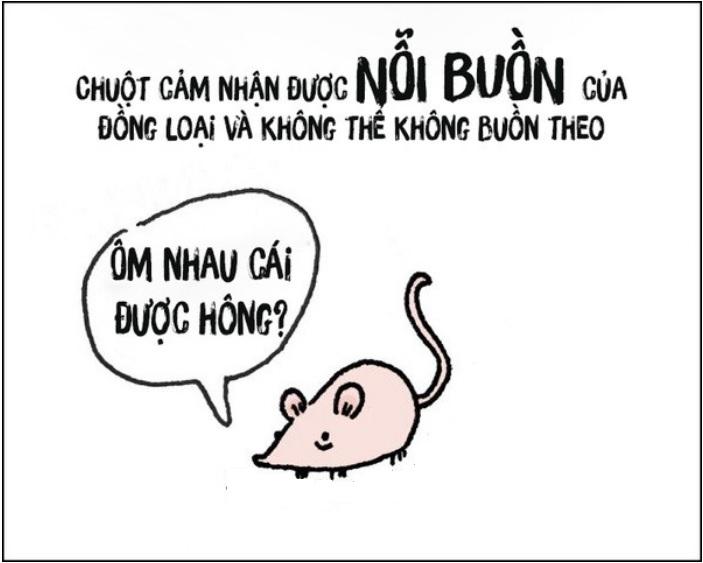 Chuột có cảm nhận đặc biệt về nỗi buồn của đồng loại