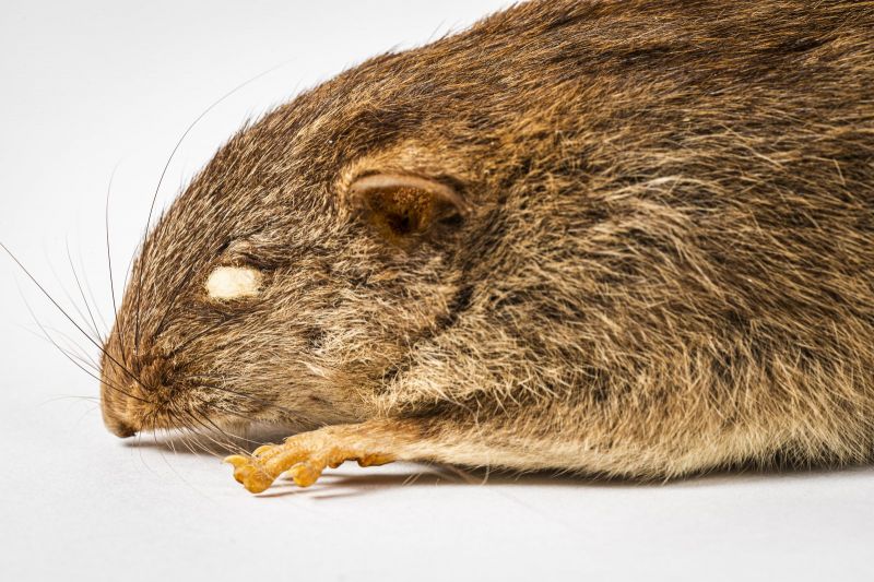 Chuột Bramble Cay Melomys