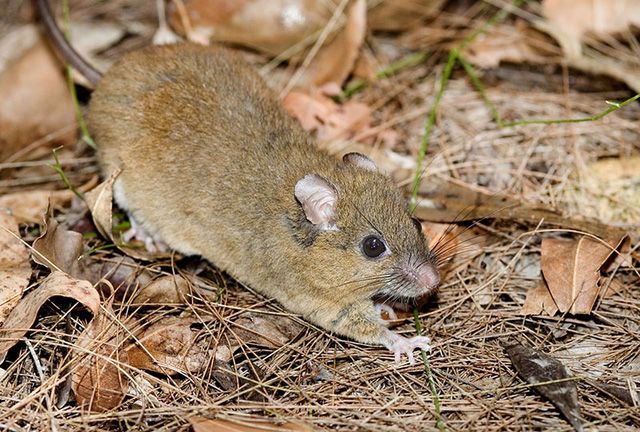 Chuột Bramble Cay Melomys