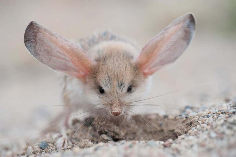 Chuột Gobi Jerboa có phần tai lớn