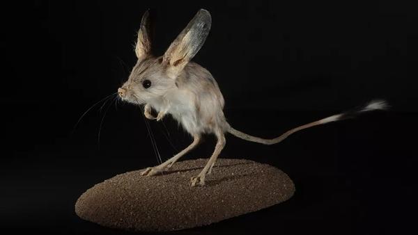 Chuột nhảy Jerboa