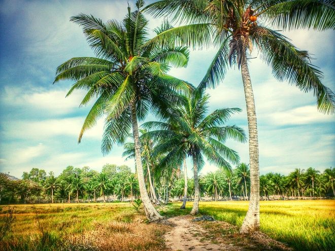 Đưa em về Bến Tre