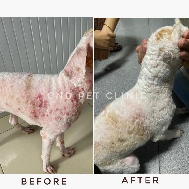 Phòng Khám Thú Y CnD Pet Clinic
