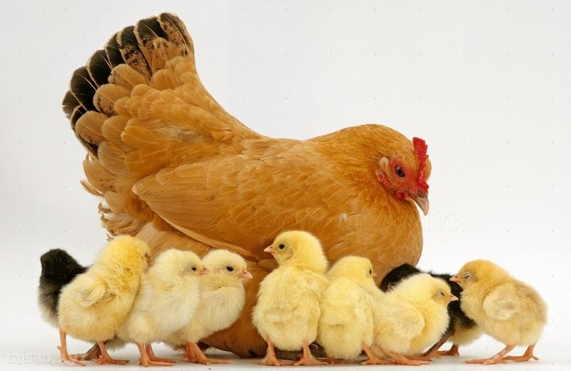 Nhìn hình ảnh cô gà mái mơ bảo vệ, che chở cho đàn con, em rất cảm động. Hình ảnh đó làm em nhớ đến mẹ em, lúc nào cũng quan tâm chăm sóc chị em em từ miếng ăn cho đến giấc ngủ