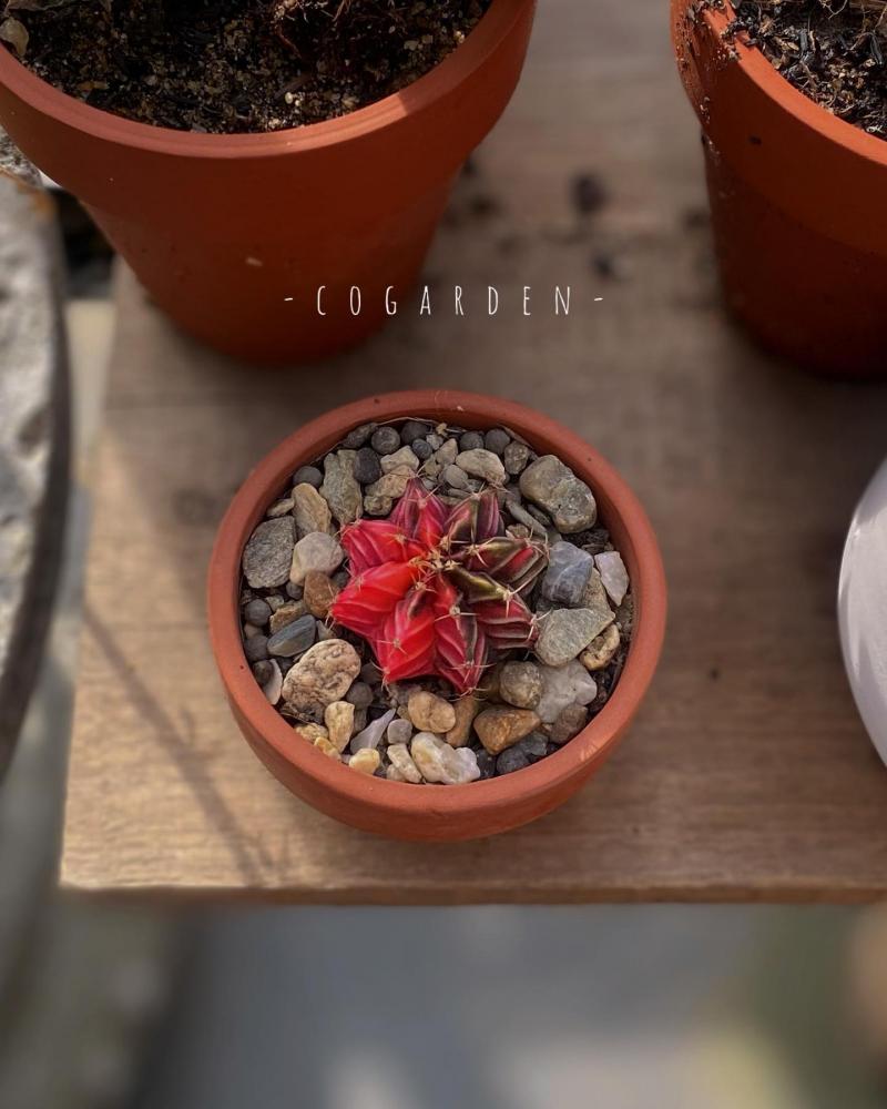 Cỏ Garden