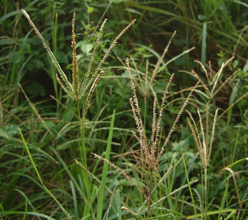 Cỏ mần trầu