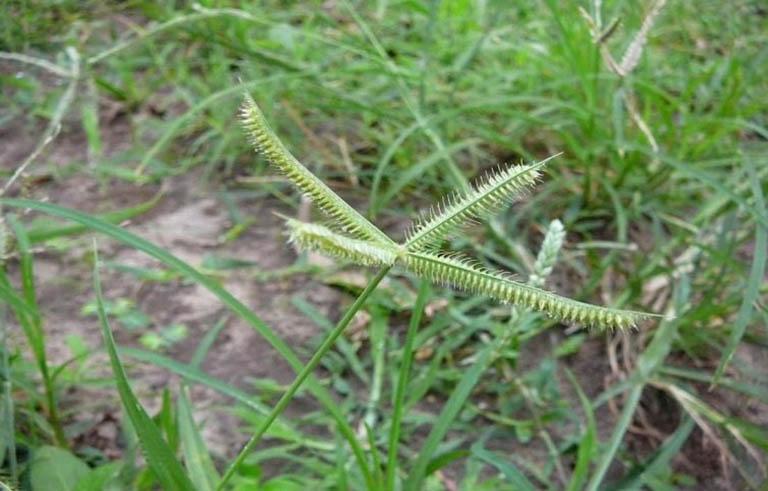Cỏ mần trầu
