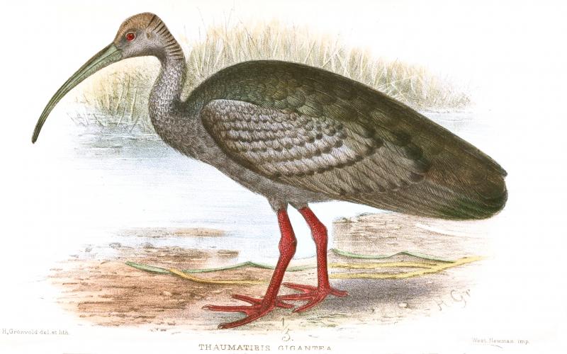 Cò mỏ quăm