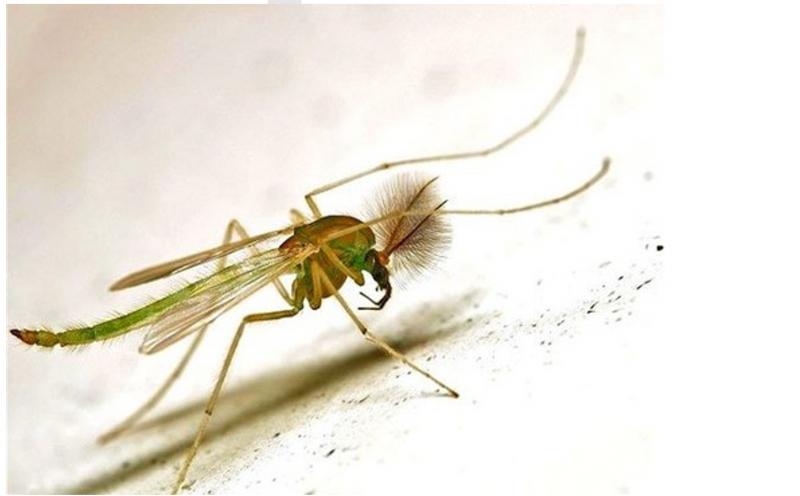 Có một số loài muỗi không hút máu người