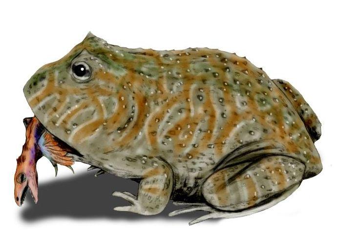 Cóc địa ngục - Madagasca