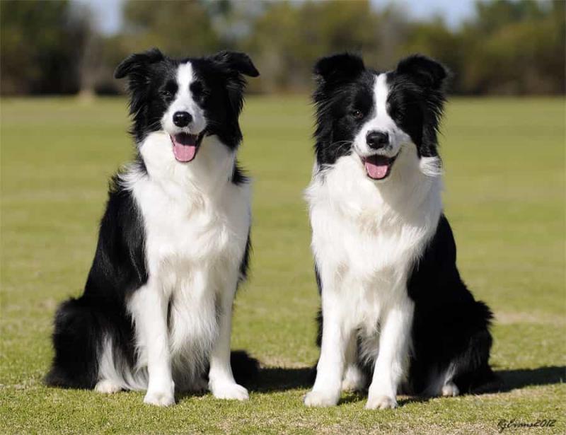 Chó Border Collie