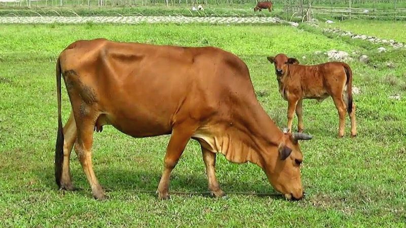 Câu đố dân gian về con vật thú vị nhất