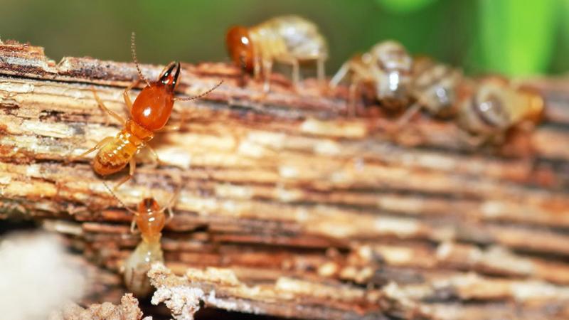 Câu đố dân gian về con vật thú vị nhất