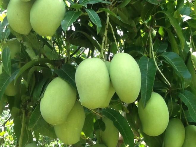 Xoài có công dụng ngăn ngừa các nguy cơ đột quỵ do nhiệt
